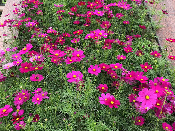 济宁租摆花草-设计绿植花卉